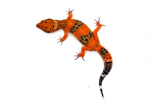 Пятнистый эублефар (Eublepharis macularius) G-project (2025г)