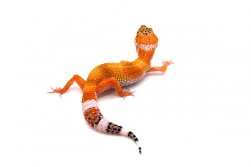 Пятнистый эублефар (Eublepharis macularius) Hypo Tangerine (2025г)