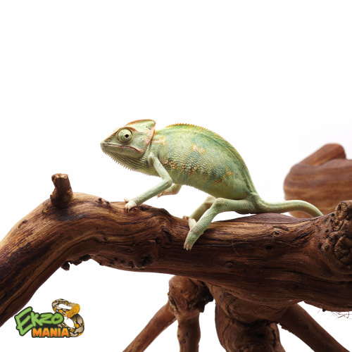 Йеменский хамелеон самка фото 2