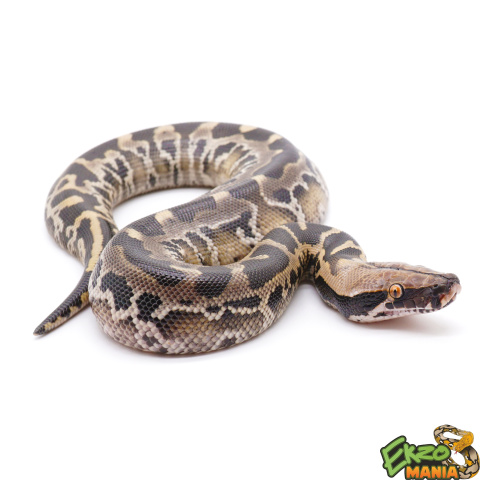 Питон короткохвостый (Python curtus) фото 2