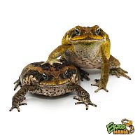 Суринамская жаба-ага (Suriname Giant Marine Toad)