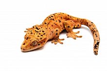 Реснитчатый бананоед (Rhacodactylus ciliatus) Orange Super Dalmatian ink Blot (самец)