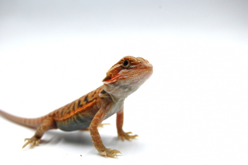 Бородатая агама (Pogona vitticeps) Hypo Trans Leatherback фото 3