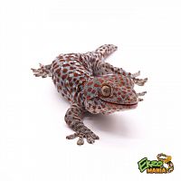 Геккон Токи (Gekko gecko) Central java