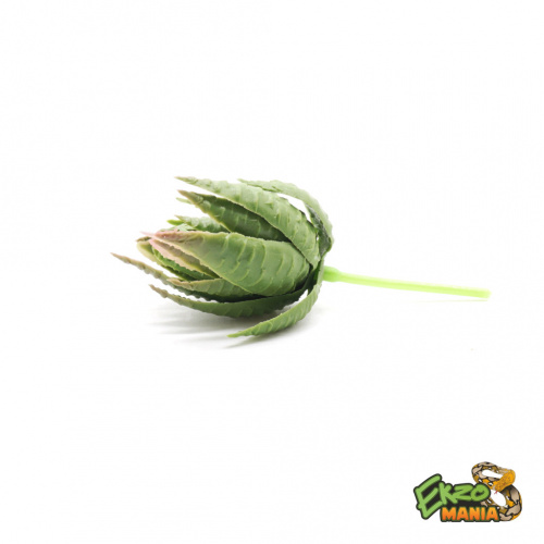 Суккулент 18 фото 2