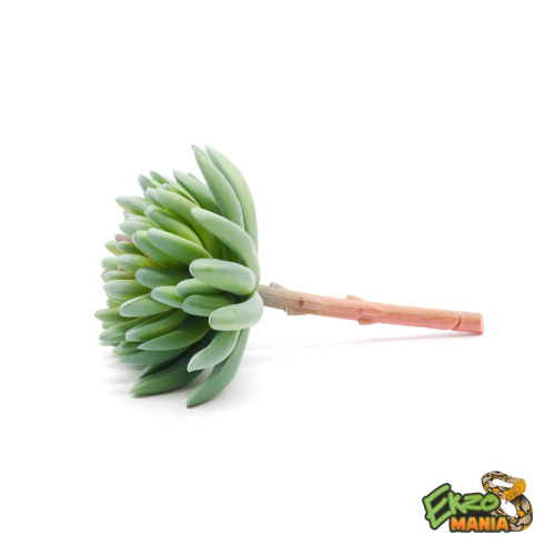 Суккулент 17 фото 3