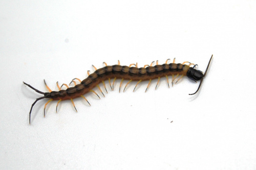 Scolopendra sp. "Vietnam black tip" L2 фото 2