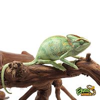 Йеменский хамелеон (Chamaeleo calyptratus) самка