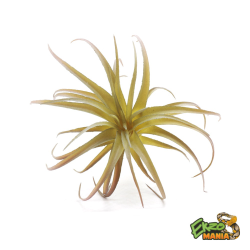 Тилландсия мал. фото 2