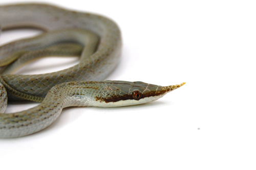 Носатый полоз Буланже (Rhynchophis boulengeri) фото 2