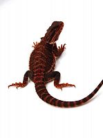 Бородатая агама (Pogona vitticeps) Red Monster het 100% translucent 66% hypo (самка)