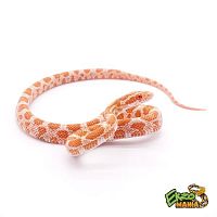 Маисовый полоз Creamsicle