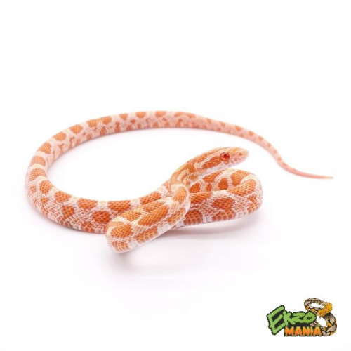 Маисовый полоз Creamsicle