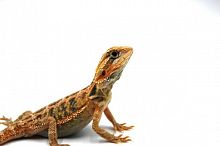 Бородатая агама (Pogona vitticeps) Hypo Trans
