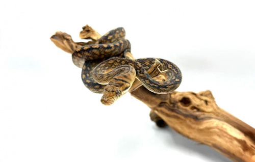 Аметистовый питон (Morelia ametistina) фото 2