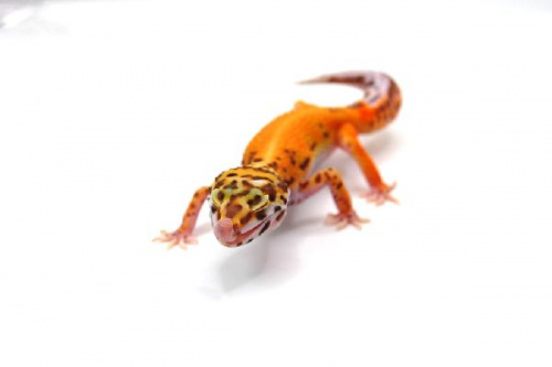 Пятнистый эублефар (Eublepharis macularius) Bell Albino