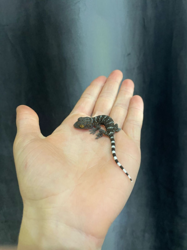 Геккон Токи (Gekko gecko) самка фото 2