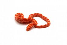 Маисовый полоз (Pantherophis guttatus) Albino