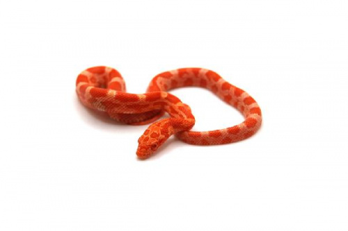 Маисовый полоз (Pantherophis guttatus) Albino