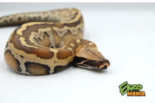 Пестрый короткохвостый питон (Python brongersmai)