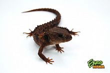 Крокодиловый сцинк / Триболонотус новогвинейский (Tribolonotus novaeguineae)