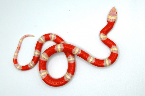 Молочная змея Нельсона albino Т- (Lampropeltis triangulum nelsoni) фото 2