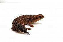 Колючехвостый сцинк (Egernia stokesii) (самка)