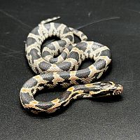 Маисовый полоз (Pantherophis guttatus) Normal het anery