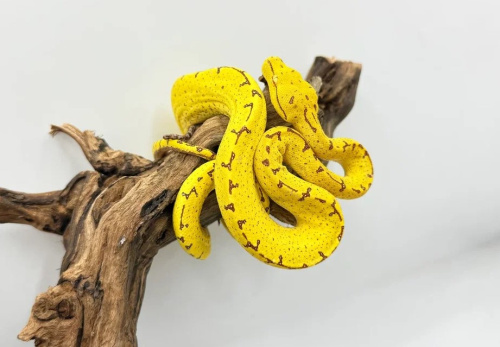 Зеленый питон (Morelia viridis) лок. Manokwary фото 2