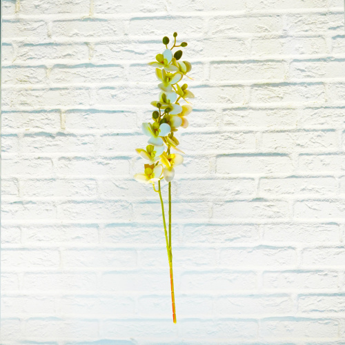 Орхидея ср. белая фото 2