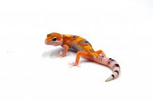 Пятнистый эублефар (Eublepharis macularius) Super Hypo Tangerine W&Y (2025г)