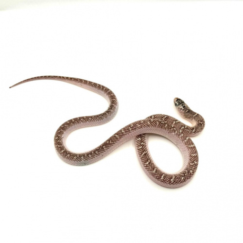 Королевская змея Брукса (Lampropeltis getula "brooksi") (самец) фото 3