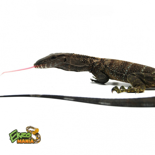 Варан Азиатский (Varanus rudicollis) Sumatra пара фото 2