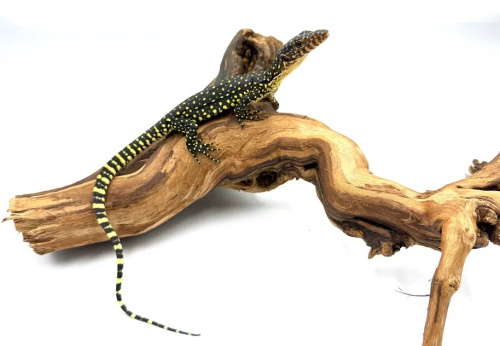 Варан мангровый (Varanus indicus) фото 2