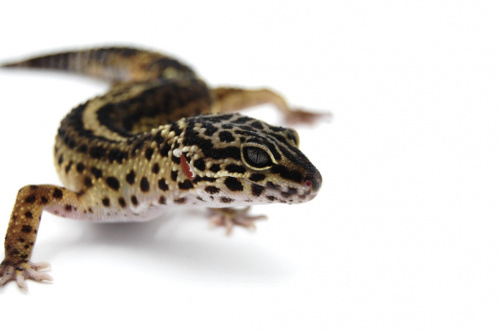 Пятнистый эублефар (Eublepharis macularius) Black Night (самка) 26 фото 2