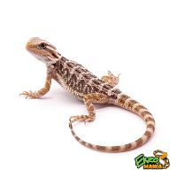 Бородатая агама (Pogona vitticeps) Normal (12.07.25)