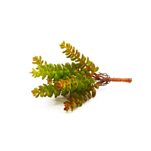 Суккулент 29 фото 2