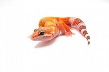 Пятнистый эублефар (Eublepharis macularius) Hypo Bell Albino