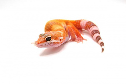 Пятнистый эублефар (Eublepharis macularius) Hypo Bell Albino