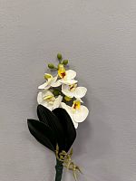 Орхидея "mini"