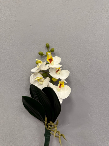 Орхидея "mini"