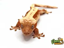 Реснитчатый бананоед (Rhacodactylus ciliatus) Red LW (самец)