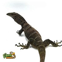 Варан Азиатский (Varanus rudicollis) Sumatra пара