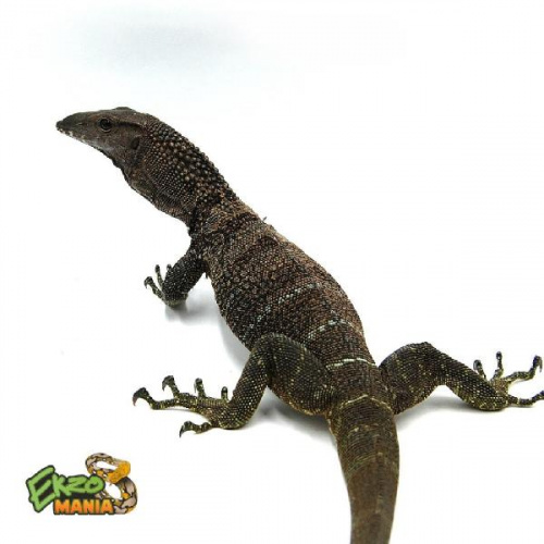 Варан Азиатский (Varanus rudicollis) Sumatra пара
