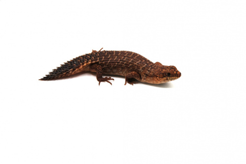 Колючехвостый сцинк (Egernia stokesii) (самка) фото 2