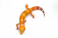 Пятнистый эублефар (Eublepharis macularius) Sunglow
