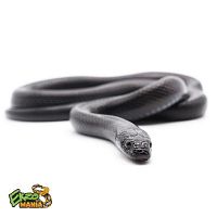 Королевская змея нигрита (Lampropeltis getula nigrita/ Lampropeltis californiae)