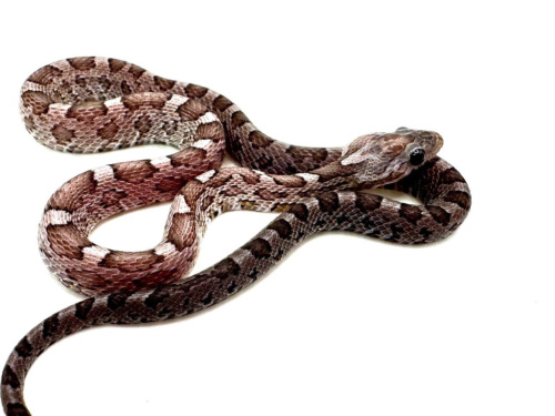 Маисовый полоз (Pantherophis guttatus) Anery фото 2