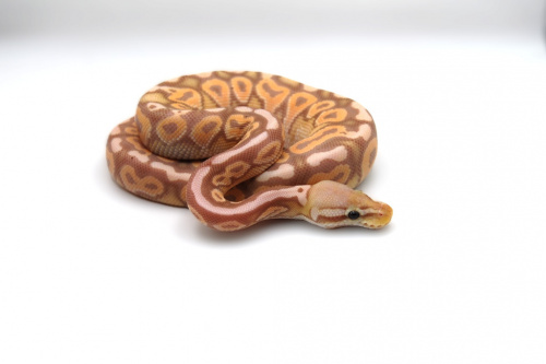 Королевский питон (Python regius) Banana Pastel фото 2