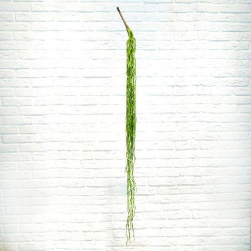 Тилландсия ампельная большая